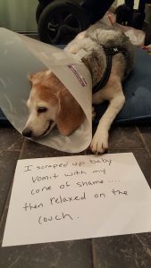 ConeOfShame